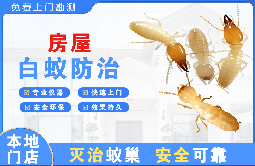 瑞金房屋白蚁防治